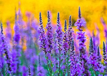 《守望先锋2》联动保时捷D.Va机甲5月14日上线